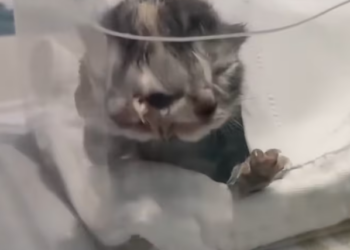 T0101015 He trusts humans… even now.