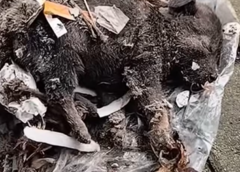 T0101017 He held on longer than anyone should.