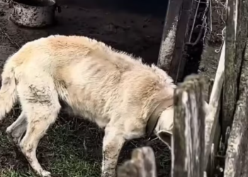 T0101018 Every breath is a quiet fight.