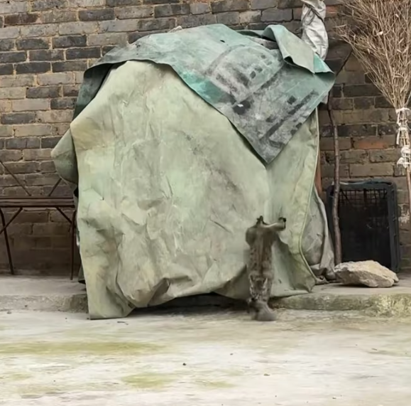 T0101010 This is where hope almost ends.