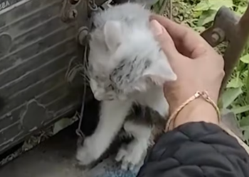 T0912023 Poor cats #cat #rescuecat #animals #animalcat #rescue #animalslove