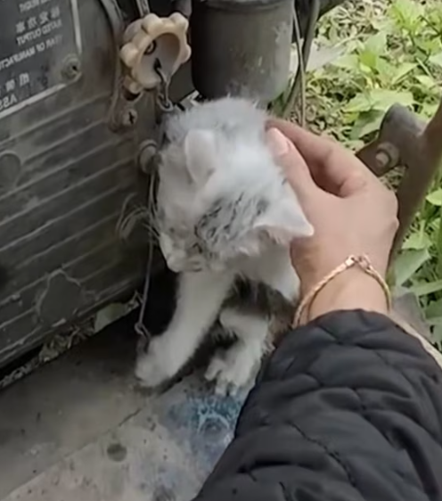 T0912023 Poor cats #cat #rescuecat #animals #animalcat #rescue #animalslove