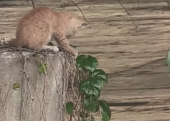 T0101011 Cold ground. Broken body. Beating heart.