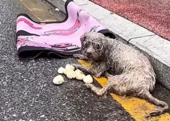 T0101022 Still here. Somehow.