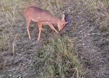 T0101024 Fear froze him before the cold did.