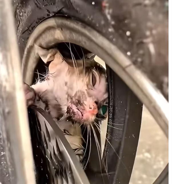 T0101026 A life almost erased.