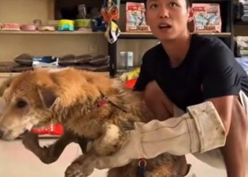 T0101027 He stayed because he had nowhere else to go.