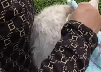 T0912024 Poor cat #cat #rescuecat #animals #animalcat #rescue #animalslove