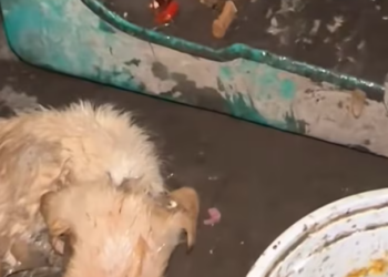 T0101031 This is what abandonment looks like.