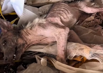 T0101035 This moment changed his fate.