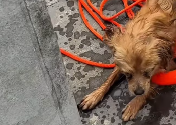 T0101036 He didn’t run when help came.