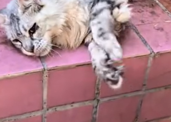 T0101023 Weak body. Strong will.