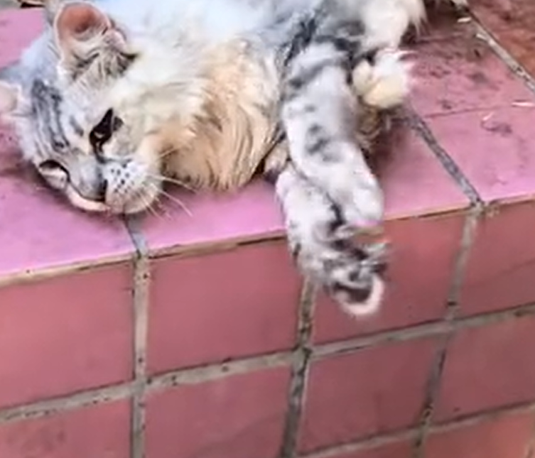 T0101023 Weak body. Strong will.