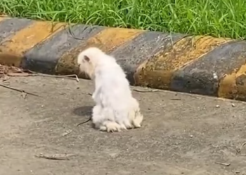 T0912025 Poor cat rescued #cat #rescuecat #animals #animalcat #rescue #animals