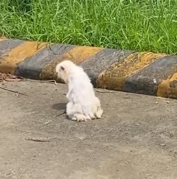 T0912025 Poor cat rescued #cat #rescuecat #animals #animalcat #rescue #animals