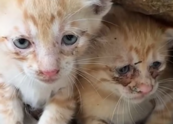 T0912026 poor cats lost their mother were luckily saved #rescueanimals