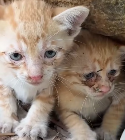T0912026 poor cats lost their mother were luckily saved #rescueanimals
