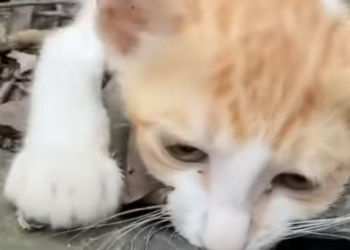 T0912027 Abandoned kitten in coma is lucky to be saved #rescueanimals #cat