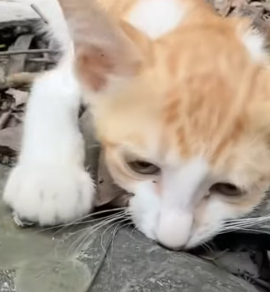 T0912027 Abandoned kitten in coma is lucky to be saved #rescueanimals #cat