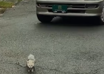 T0912028 Cat rope wrapped around its body was luckily saved #rescueanimal