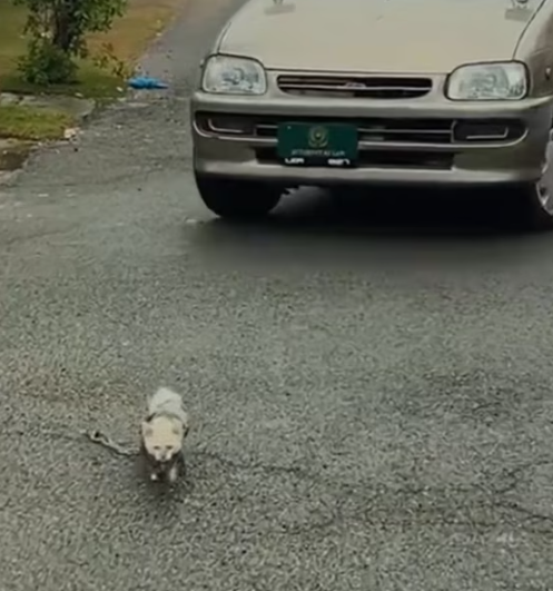 T0912028 Cat rope wrapped around its body was luckily saved #rescueanimal