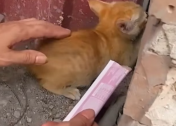 T0912029 Poor abandoned cat cowering in self defense is lucky to get help