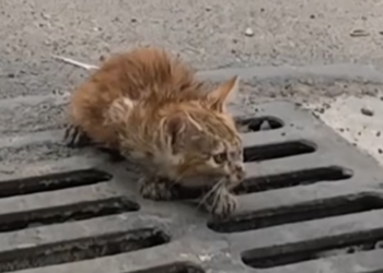 T0912030 Lost kitten on street was luckily saved #rescueanimals #animals