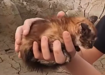 T0912031 kitten shivered cried cold hunger ,curled up