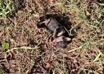 T0912004  Rescue Poor Puppies Crying Help #LIVEIncentiveProgram