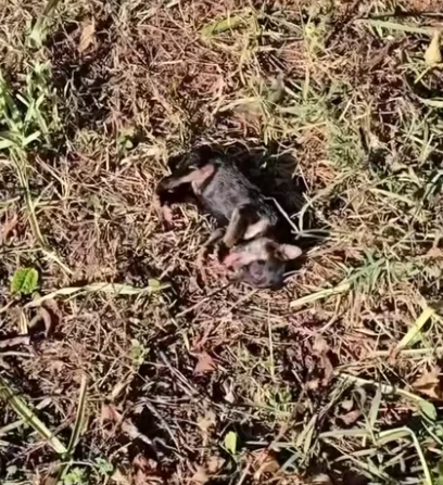 T0912004  Rescue Poor Puppies Crying Help #LIVEIncentiveProgram