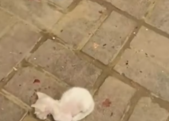 T0912032 Abandoned cat luckily rescued #animal #rescueanimals #rescue #animals