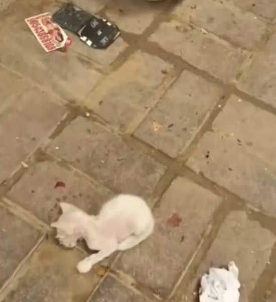 T0912032 Abandoned cat luckily rescued #animal #rescueanimals #rescue #animals