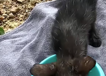 T0912033 Cat fell in mud ending #animal #rescueanimals #animalsoftiktok