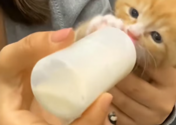 T0912035 Lucky cat standing in water was saved #animal #rescueanimals #animals