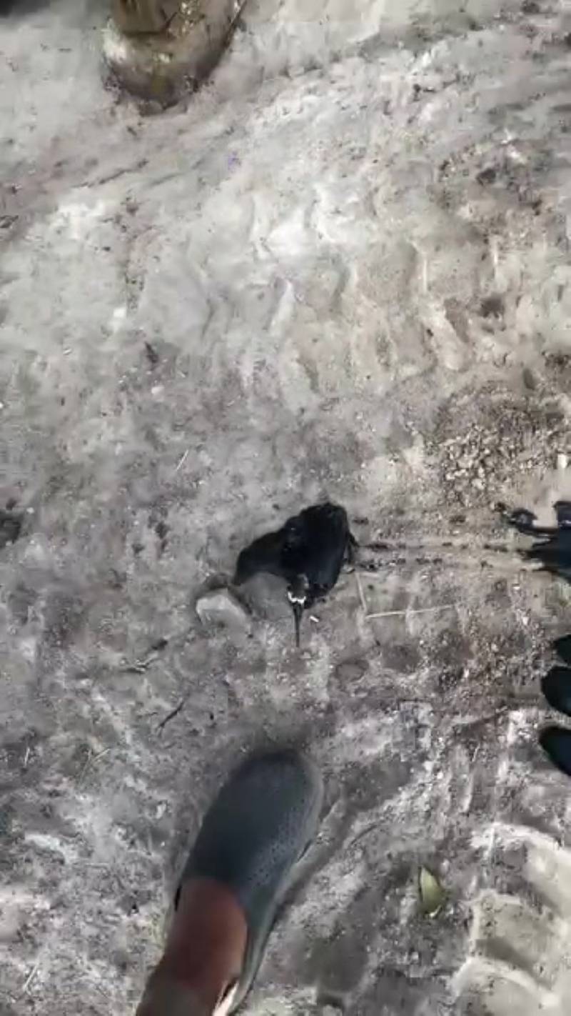 T0102001,From fear and shaking paws to finally calling someone family 💔 #animalrescue #secondchance
 - Image 1