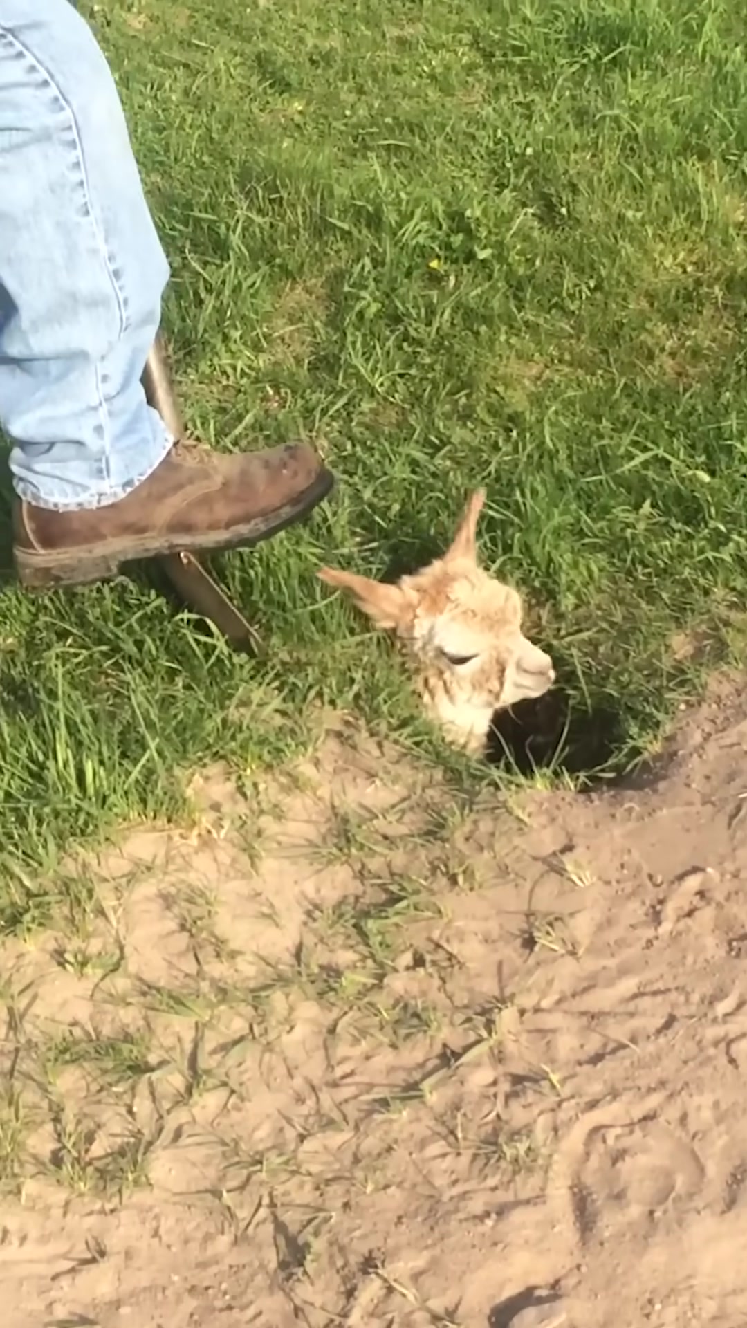 T0102002,A lonely alpaca wandered until one farmer chose to care 💔 #animalrescue #kindness
 - Image 1