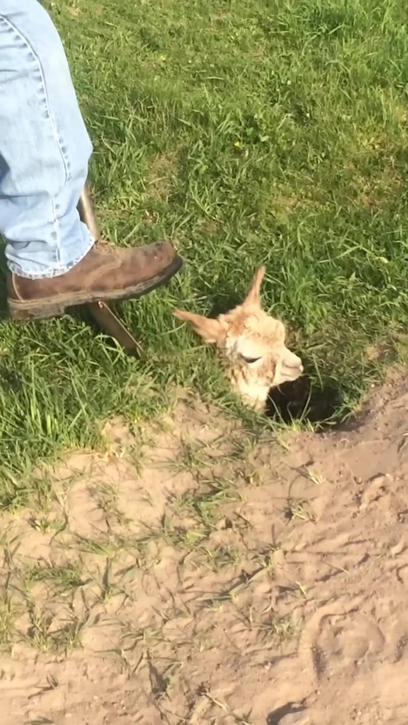 T0102002,A lonely alpaca wandered until one farmer chose to care 💔 #animalrescue #kindness
 - Image 1