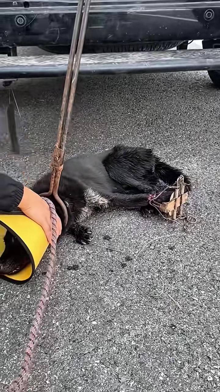 T0102003,Every rescue begins where suffering almost ends 💔 #animalrescue #hope
 - Image 1