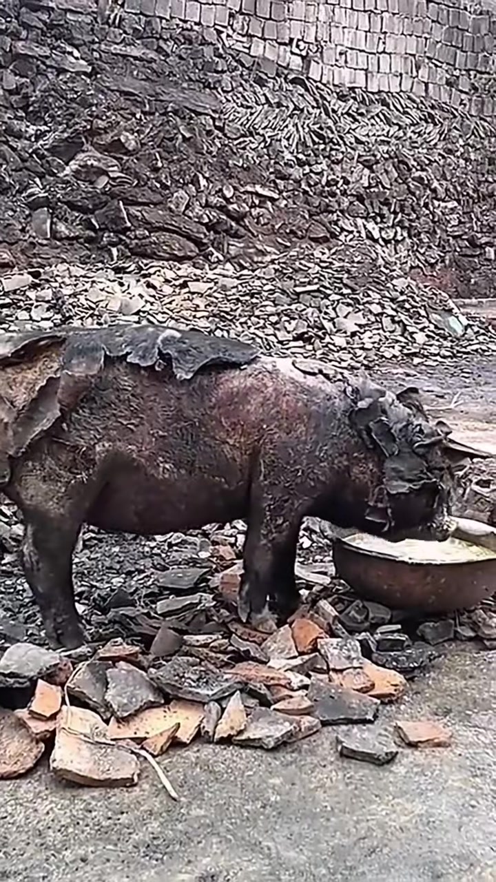 T0102004,Behind this rescue were tears fear and a life almost lost 💔 #rescueanimals #adoptdontshop
 - Image 1