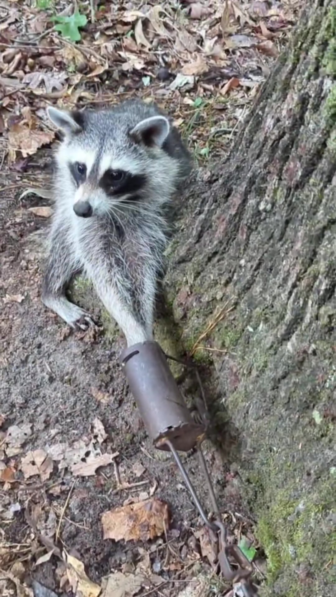 T0102007,Rescue arrived when panic had already taken over 💔 #wildliferescue #secondchance
 - Image 1