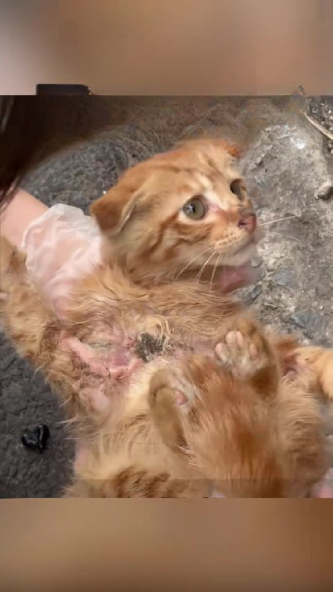 T0102008,Injured and terrified this kitten had no strength left 💔 #kittenrescue #animalhope
 - Image 1