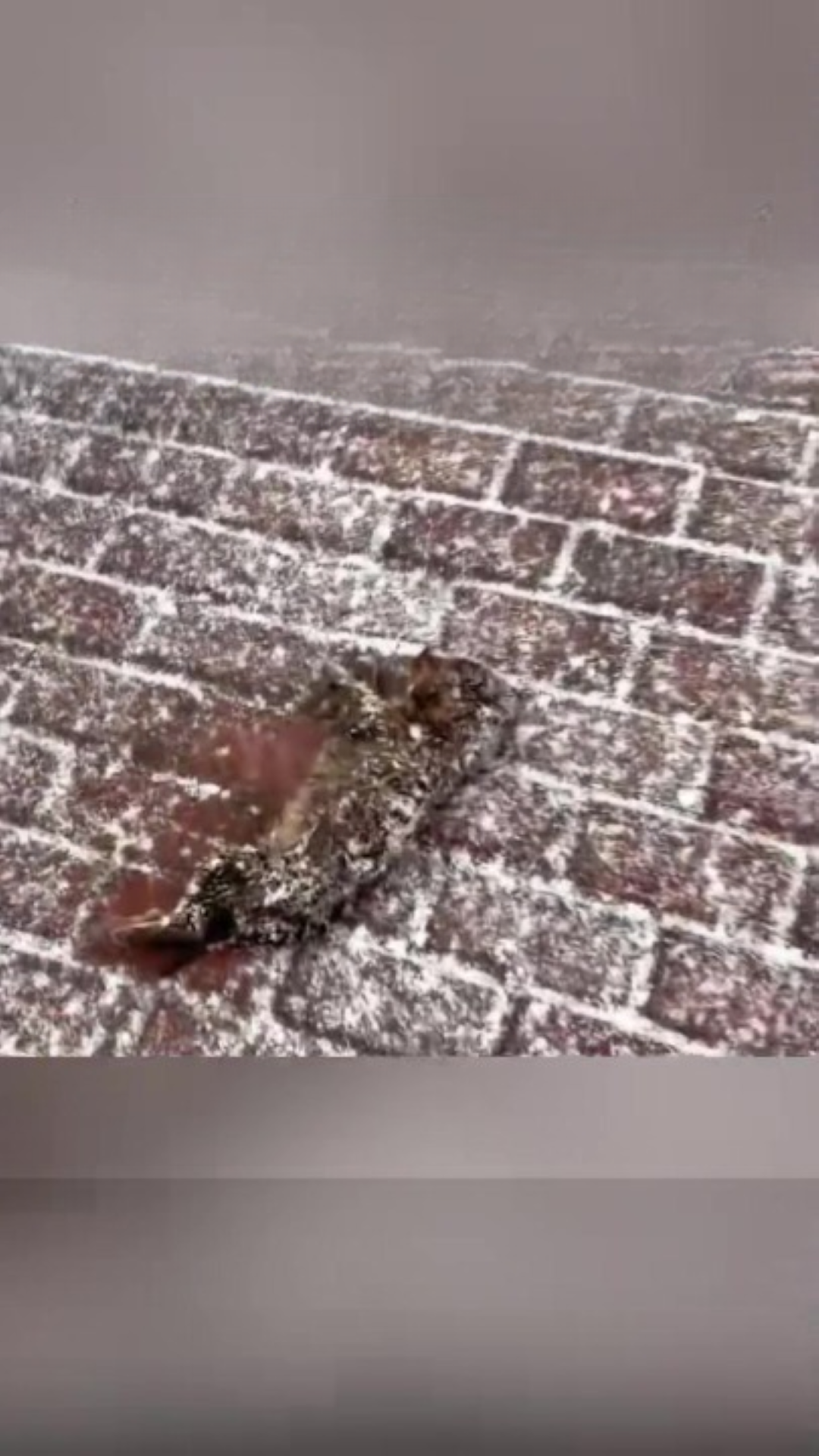 T0102009,Covered in snow and shivering this dog was fading fast 💔 #dogrescue #animalstory
 - Image 1