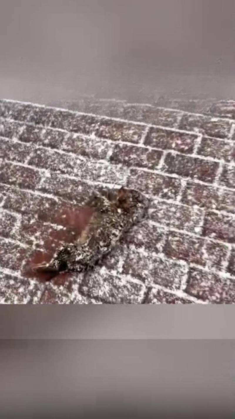 T0102009,Covered in snow and shivering this dog was fading fast 💔 #dogrescue #animalstory
 - Image 1