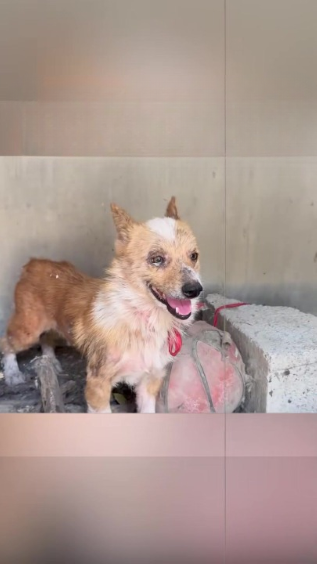 T0102010,Fear ruled his eyes because humans had hurt him before 💔 #rescuedog #animalabuse
 - Image 1