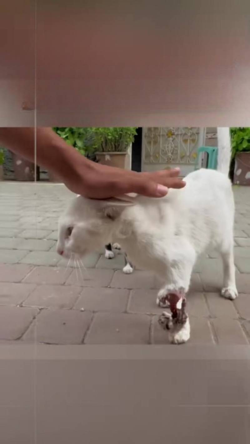 T0102011,This kitten broken leg could not run from pain 💔 #kittenrescue #animalstory
 - Image 1