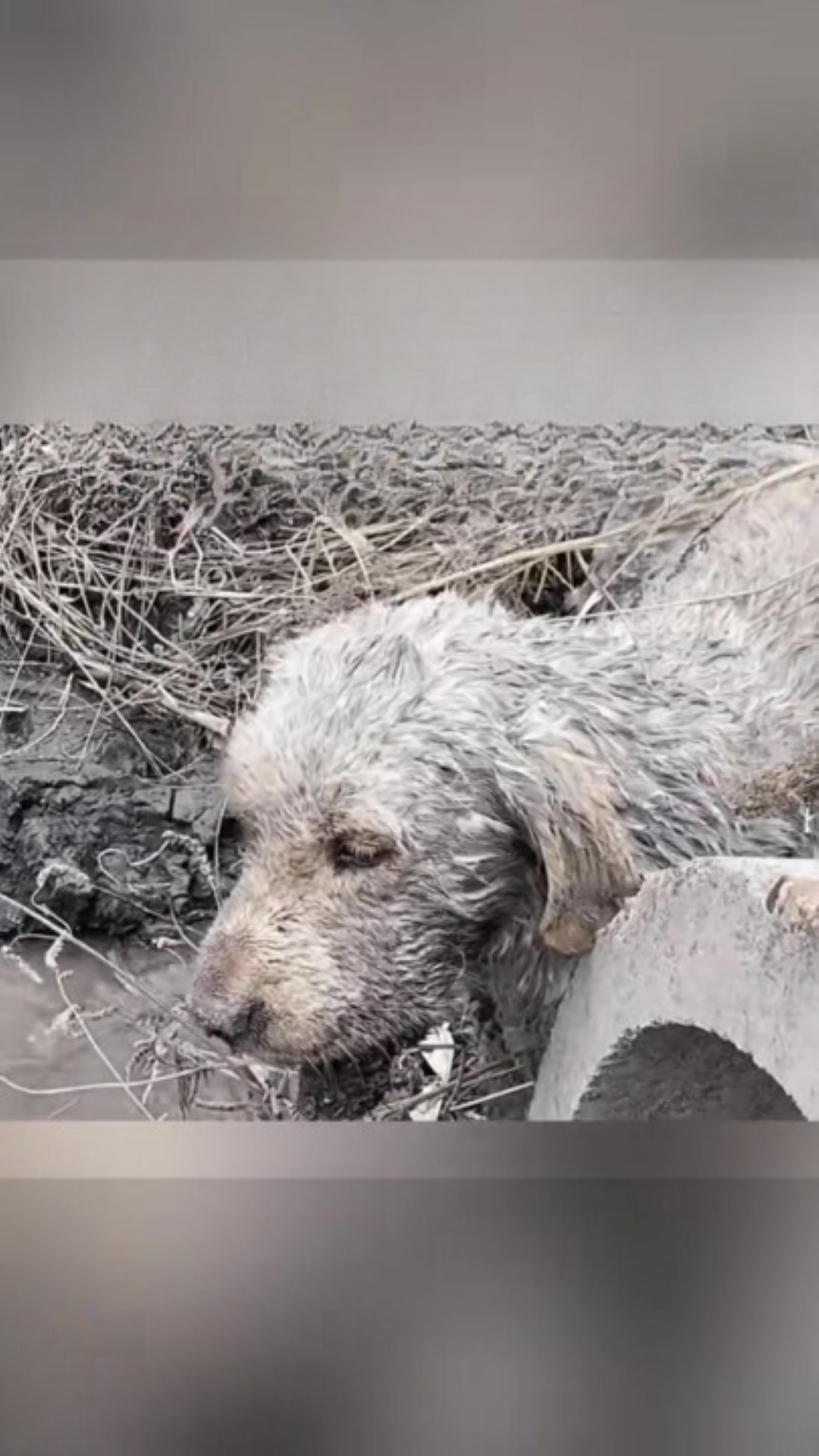 T0102012,With a shattered jaw this puppy still begged for help 💔 #puppyrescue #animalabuse - Image 1