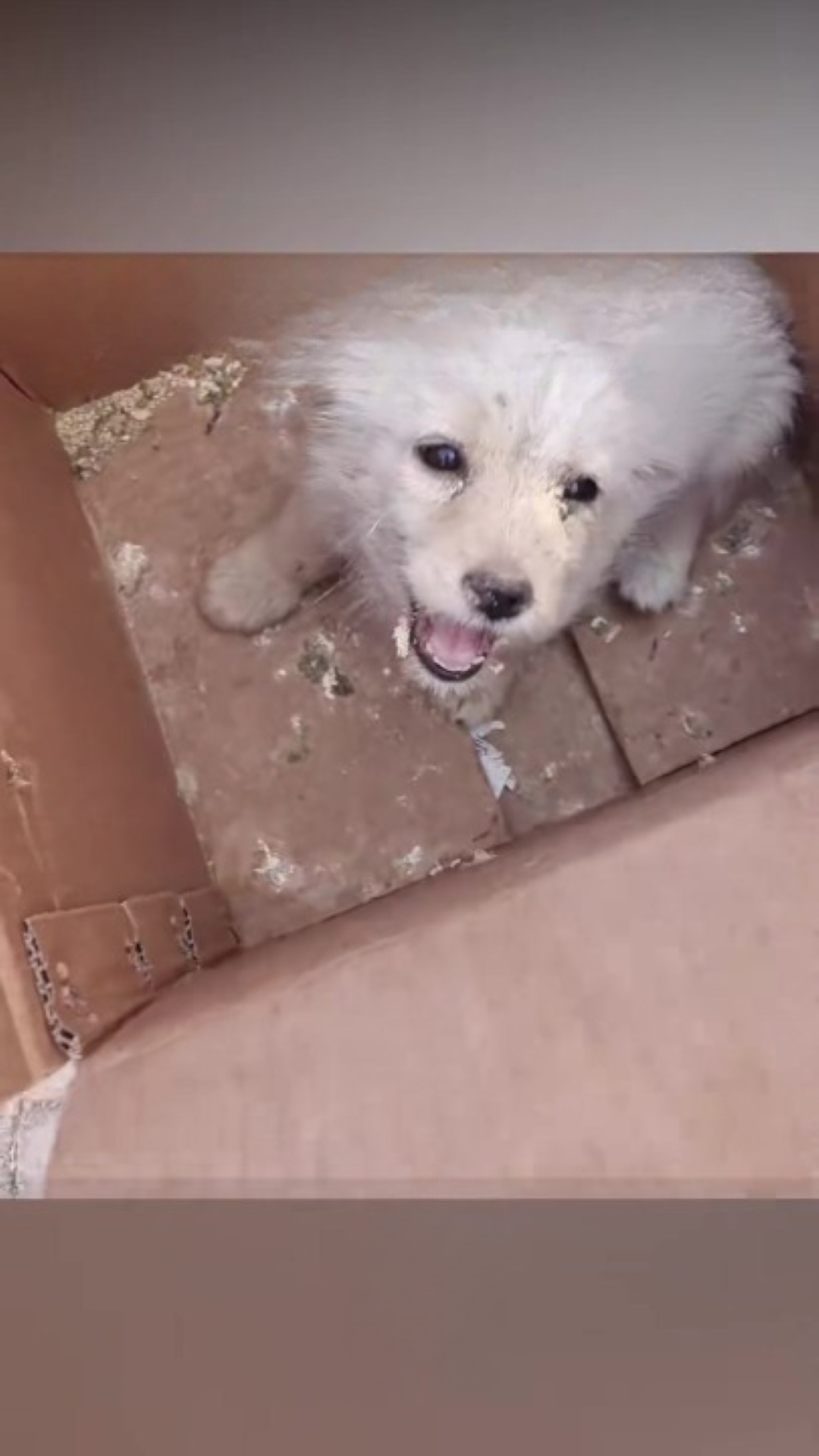 T0102013,Maggots covered his body yet his heart kept beating 💔 #dogrescue #animalcruelty
 - Image 1