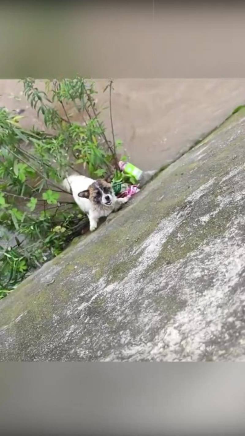 T0102014,Clinging to life this puppy struggled in the water 💔 #puppyrescue #animalhero
 - Image 1