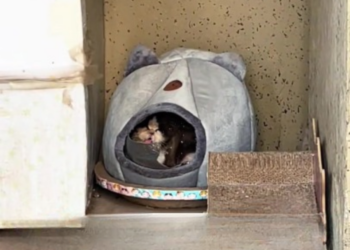 T2801004,These stray cats learned to survive quietly hoping someone would finally see them 💔 #catrescue #animalrescue