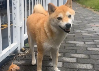 T2801025,Rescuing this kitten was not planned adopting it changed everything 💔 #kittenrescue #animalrescue